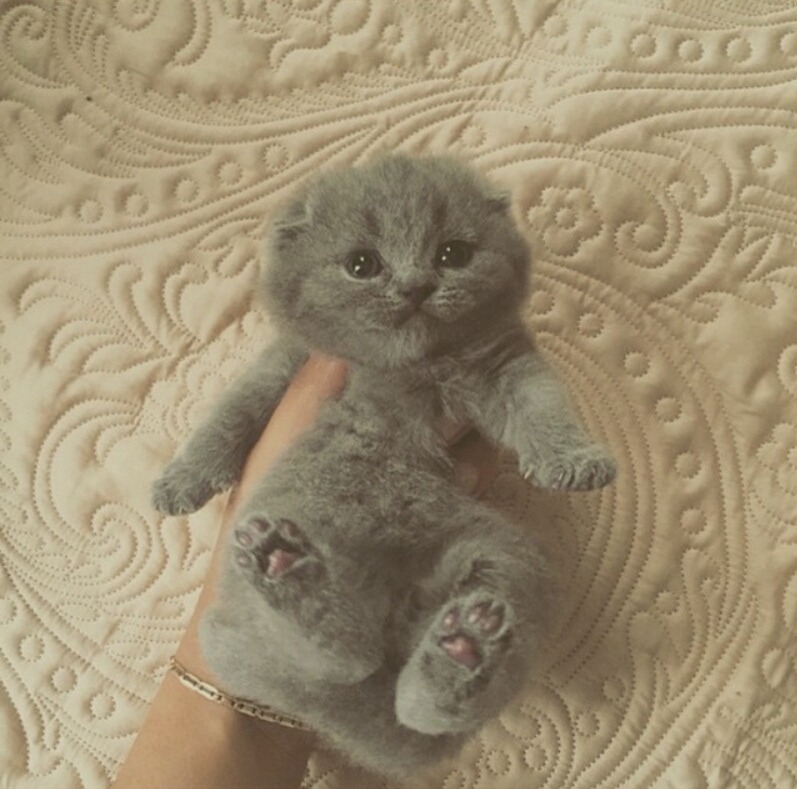 cute-overload:  It’s Like A Toy!http://cute-overload.tumblr.com source: http://imgur.com/r/aww/Kr6ZcUR