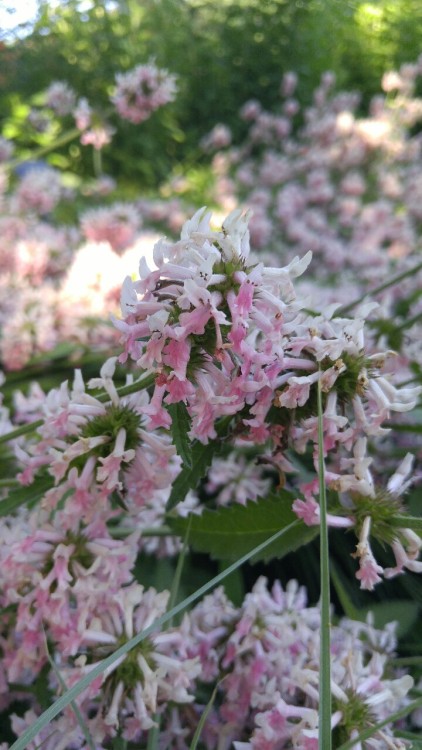 Stachys officinalis is in the mint family Lamiaceae. Commonly known as betony, it is widespread in g