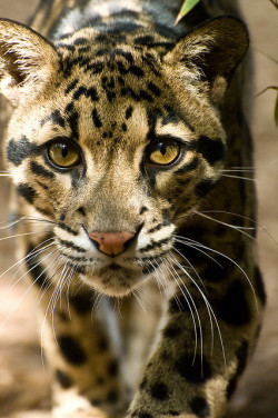 bigcatkingdom: Clouded Leopard by wleasure