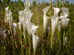 the-secret-life-of-plants:  Sarracenia leucophylla,