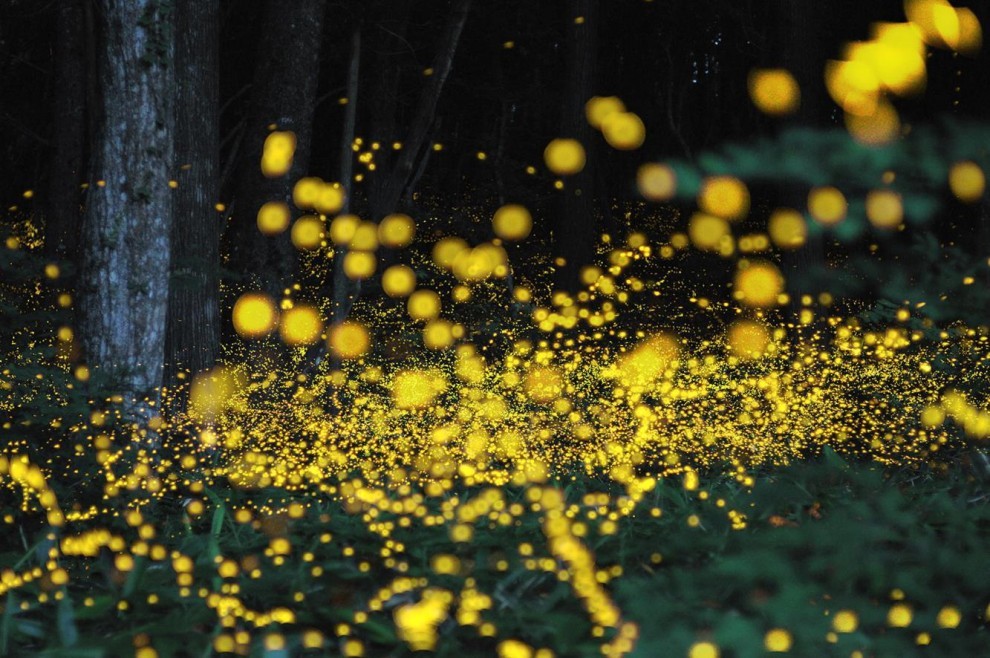 lopsicodrammadellessere:  Che la luce di una lucciola nel buio della notte sappia
