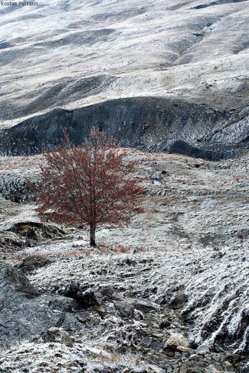 Lonely tree&hellip; looks like a gloomy painting (Valia Calda, Pindus Mountains, Greece)  by Kostas 