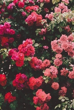 ildgaf:   Vertical  Instagram: @jordanesfeo