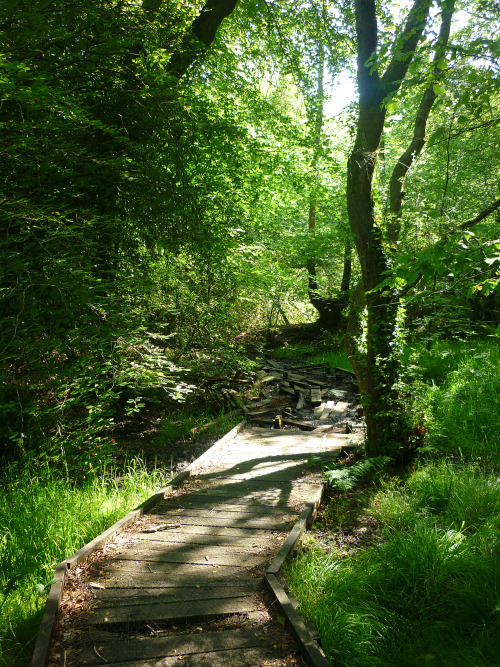 Bryngarw Country Park, Garw Valley, Bridgend - July 2013cool and lush and green on a baking hot summ