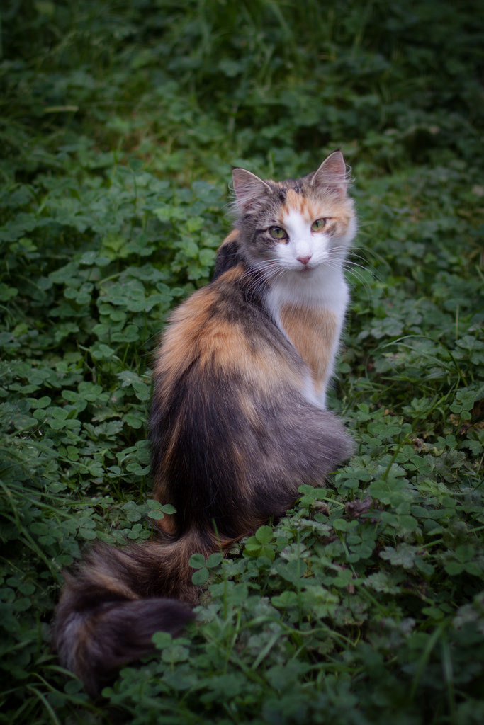 mostlycatsmostly:  Luna (by Kaze no Tanis) 