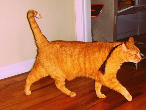 oleandervenom:Gave my cat a rat tailHe seems to walk with a new air of confidence. 