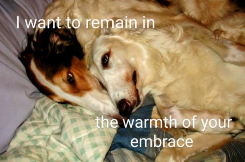 DOG MOTIF: COMFORT