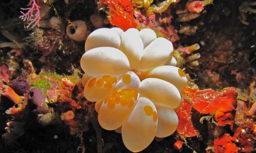 Acoel Flatworms (Waminoa sp.) on Bubble Coral (Plerogyra sinuosa)