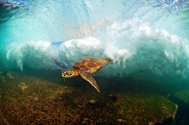 nubbsgalore:  endangered hawaiian green sea turtle (or honu in hawaiian) swimming