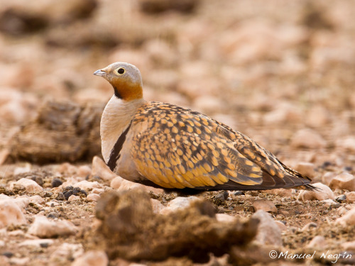 Black-bellied Sandgrouse (Pterocles orientalis) &gt;&gt;by Manuel Negrín L&oacut