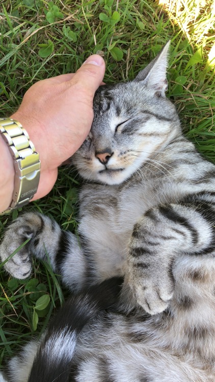 pet-lovememorial: cat-memorial: Do you want to enjoy a perfect afternoon with me I do  可愛いなぁ❤️