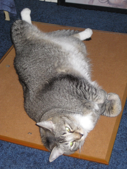 I have a pudgy cat! This is Tidus. Though in his defense, at his fattest, he was 22lb. Now, thanks t