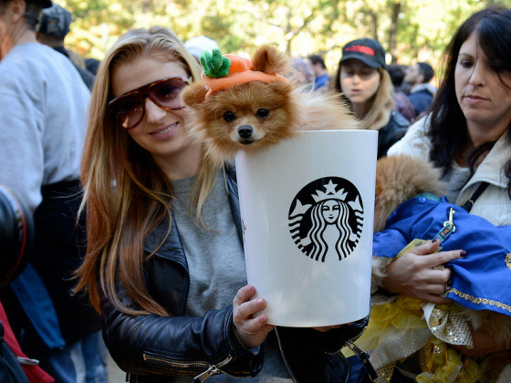 let-the-arrows-fall:  tastefullyoffensive:  Best Pet Costumes of Halloween 2013 (Part