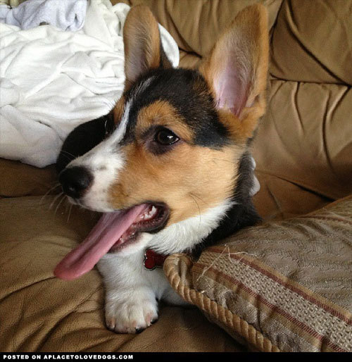 aplacetolovedogs:  Cute Corgi puppy Truffle loves apples and cheese and bubbles most