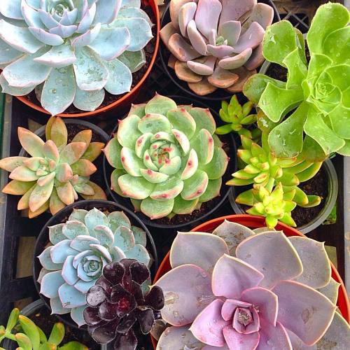 Sex osita-mimi:  🌸Lovely succulents🌼 pictures