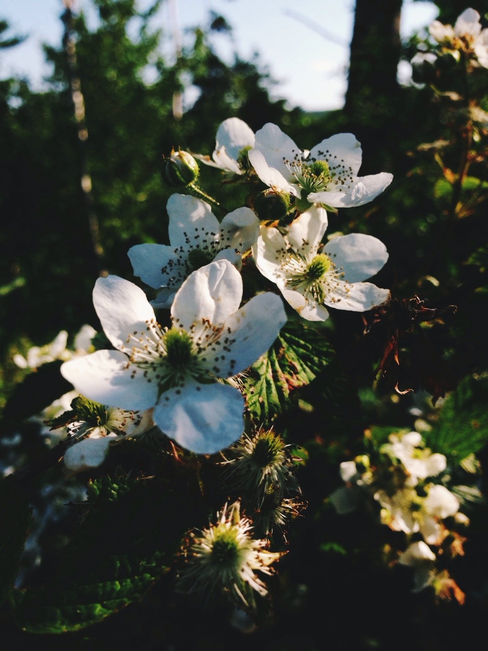 mountainsbymountains:  Filtering Sunshine
