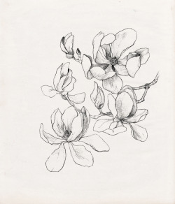 Nadezdafavaillustration:  Nadezda Fava | Magnolia