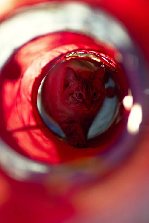 naturelvr69likes: mostlythemarsh: A Space Odyssey @mostlycatsmostly .