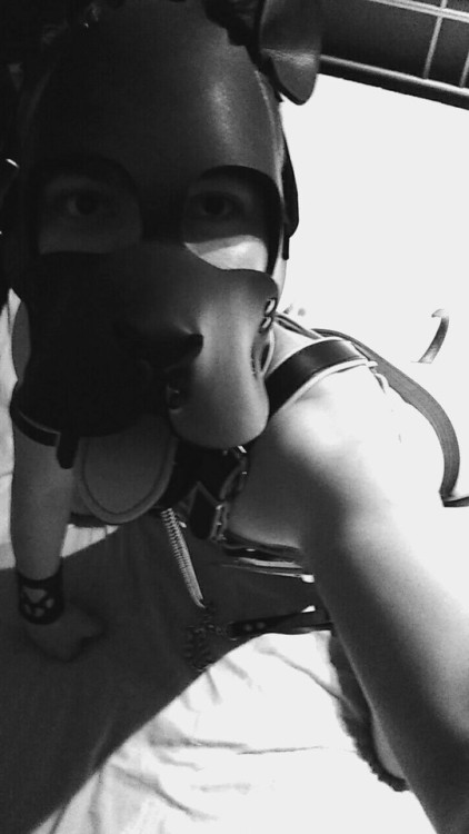 pupboo: What’s a pup got to do when he’s lonely? Take some pup selfies!  Hope you enjoy it! *licks*  Boo 