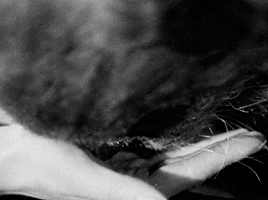 amatesura:  Lights Camera Murder | La belle et la bête  for @hannibalcreative