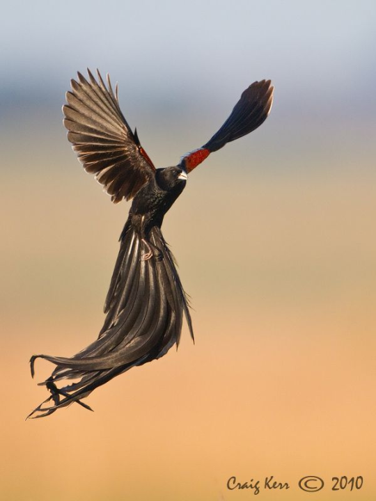 silverhawk: silverhawk:   this bird genuinely looks so Gothic™ to me that i had to show everyone in its own post so its called the long-tailed widowbird and i think its just genuinely so Cool Looking and wanted to appreciate its long tail some more