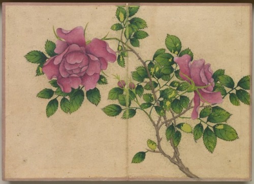 Desk Album: Flower and Bird Paintings (Rose), Zhang Ruoai, 18, Cleveland Museum of Art: Chinese ArtS