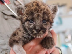 stunningpicture:  1 week old Florida Panther kitten. An endangered species.