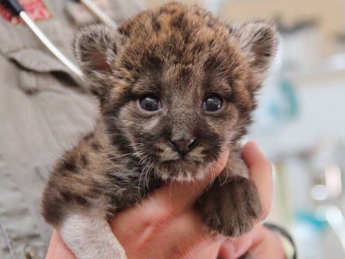 Adorable one week old Florida panther kitten  Source