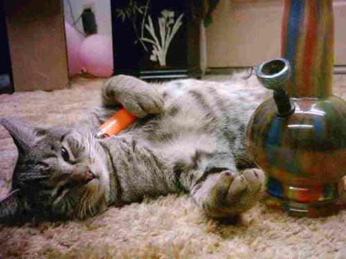 weed-patron:  Boost your daily workouts with these unusual tips that can help establish weight loss, muscle, and good health! http://bit.ly/1bJihGV