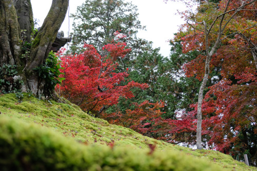 Manshuin Monzeki(Kyoto, Japan) is very famous for red maple leaves in beautiful contrast with the gr