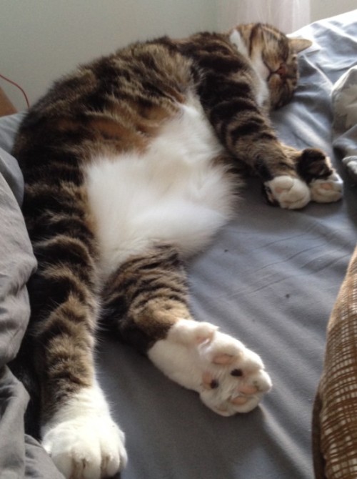 sologatos:  42310 mostlycatsmostly:  Hi, this is my girl Hattie. She has a big, soft tummy and 25 to