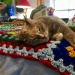 dixieandherbabies:Dixie and her babies. Sadie says that her nap isn’t over!!