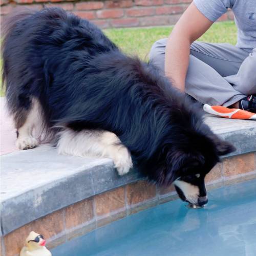 (2/3) Urgh, almost… got… it! #finsklapphundorion #finnishlapphund #suomenlapinkoira #e