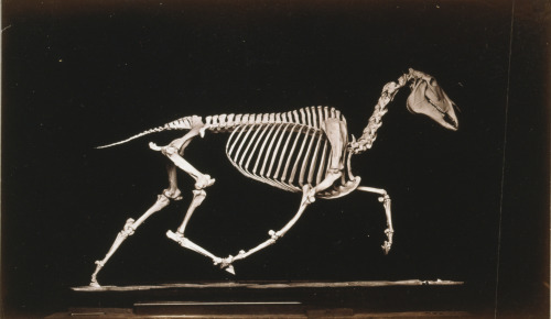 onceuponatown:Skeleton of horse, running. By Eadweard Muybridge. San Francisco c.1881. 