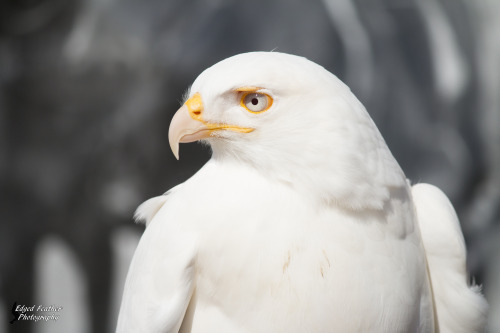 A leucistic Red Tailed Hawk. She is such a beautiful bird, with such a beautiful soul :) Check out m