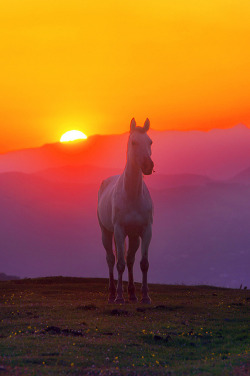 Tulipnight:  Horse At Sunset On Mountain By Mimadeo On Flickr.