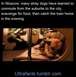 ultrafacts:  Many of Moscow’s stray dogs