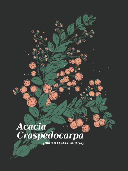 Acacia Craspedocarpa {Broad Leaved Mulga}A study of some native Australian Flora.