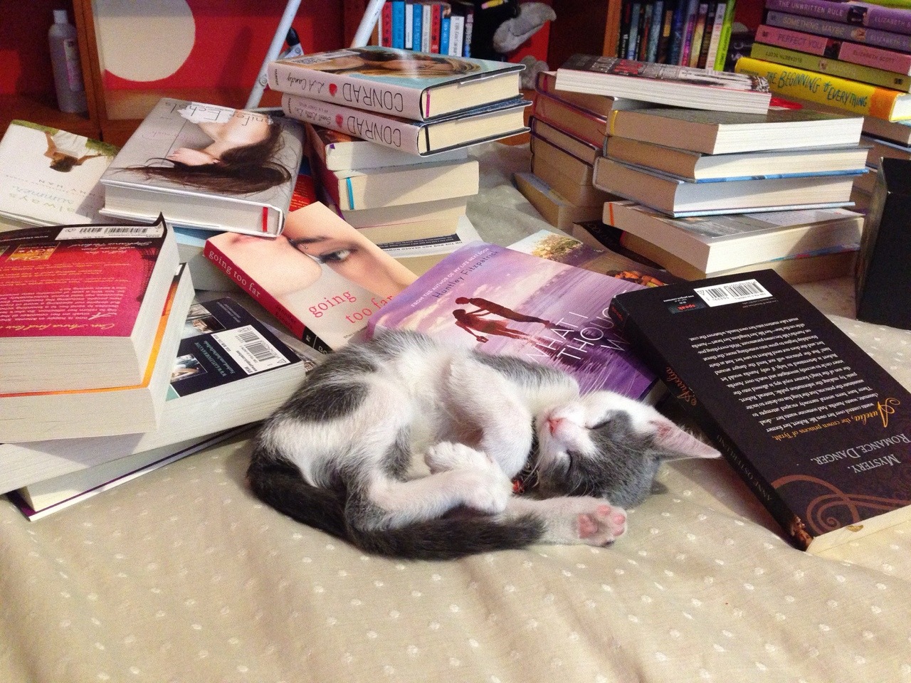 Урок чтения котята. Книги про кошек. Кошка Reader. Кошки за чтением. Работа до чтения кошка.