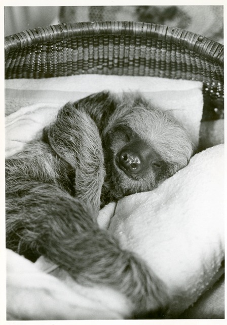 Monday feels: Mary Jane the baby sloth, born at ourNational Zoo in 1964.Zoo staff, who hand-reared M