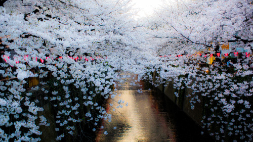 deletingmyself: Sakura (by Michael Longe)