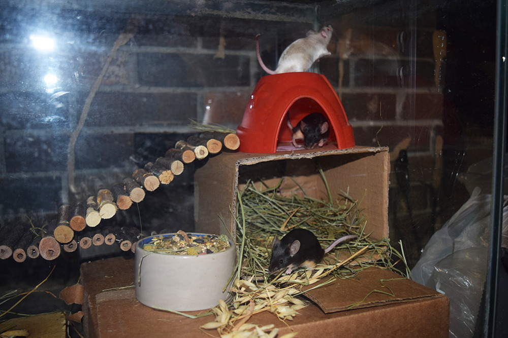 scalestails: This week when I cleaned the doe’s cage, I focused on vertical space!