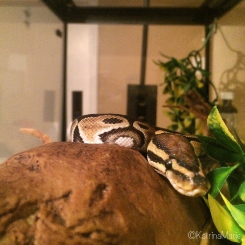 wiggly-noodles:When you just want to do snake things in peace but your weird mum keeps taking pictur