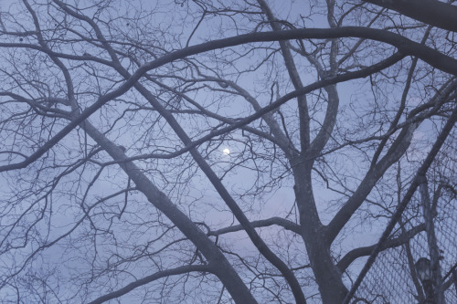 nataliekucken:  the moon when it was important to me from february, march, april, may, and june  