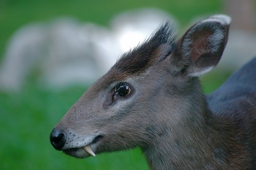 sixpenceee:TUFTED DEER Yes! This cute looking deer vampire exists! It’s scientific name is Elaphodus cephalopus and it’s found in high altitudes in Burma or China. They get their name from the “tuft” of hair they have on their foreheads. In