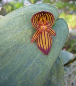 orchid-a-day:  Pleurothallis lynnianaSyn.: Acronia lynnianaSeptember 11, 2016 