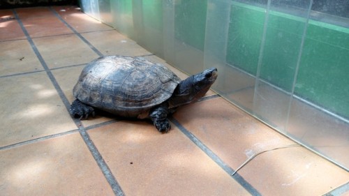 This is Garrus the indian black turtle. He was my best friend out of all the animals we had in schoo