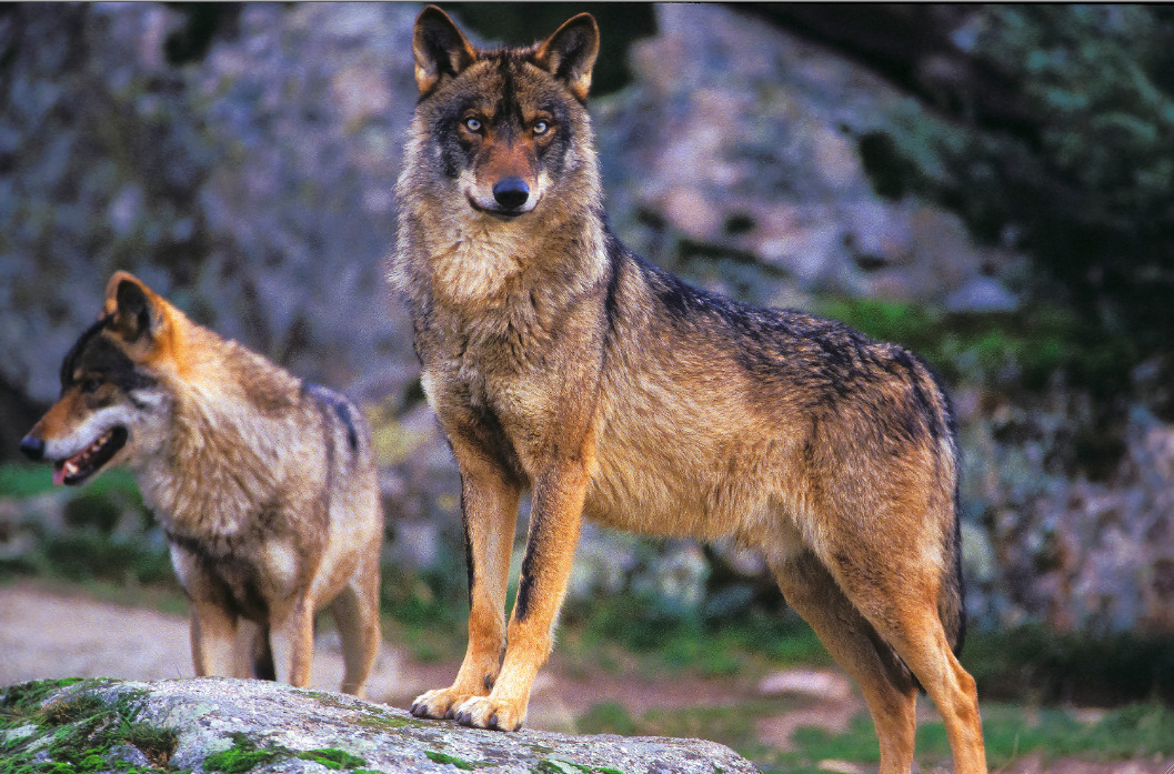 Gray wolf subspecies