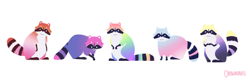 raccoons