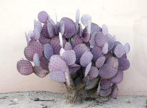 fruiht:  (Opuntia macrocentra) this species of Opuntia is most notable as one of